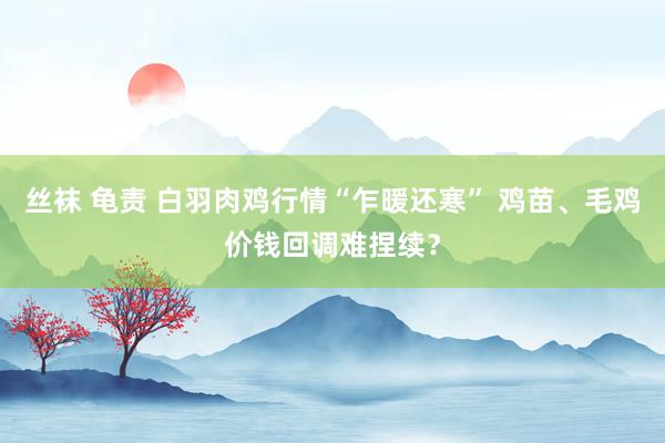 丝袜 龟责 白羽肉鸡行情“乍暖还寒” 鸡苗、毛鸡价钱回调难捏续？
