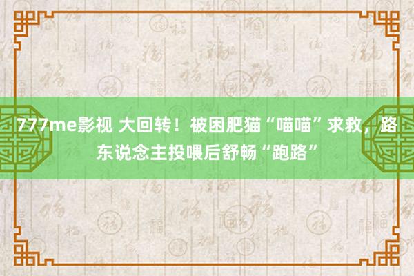 777me影视 大回转！被困肥猫“喵喵”求救，路东说念主投喂后舒畅“跑路”